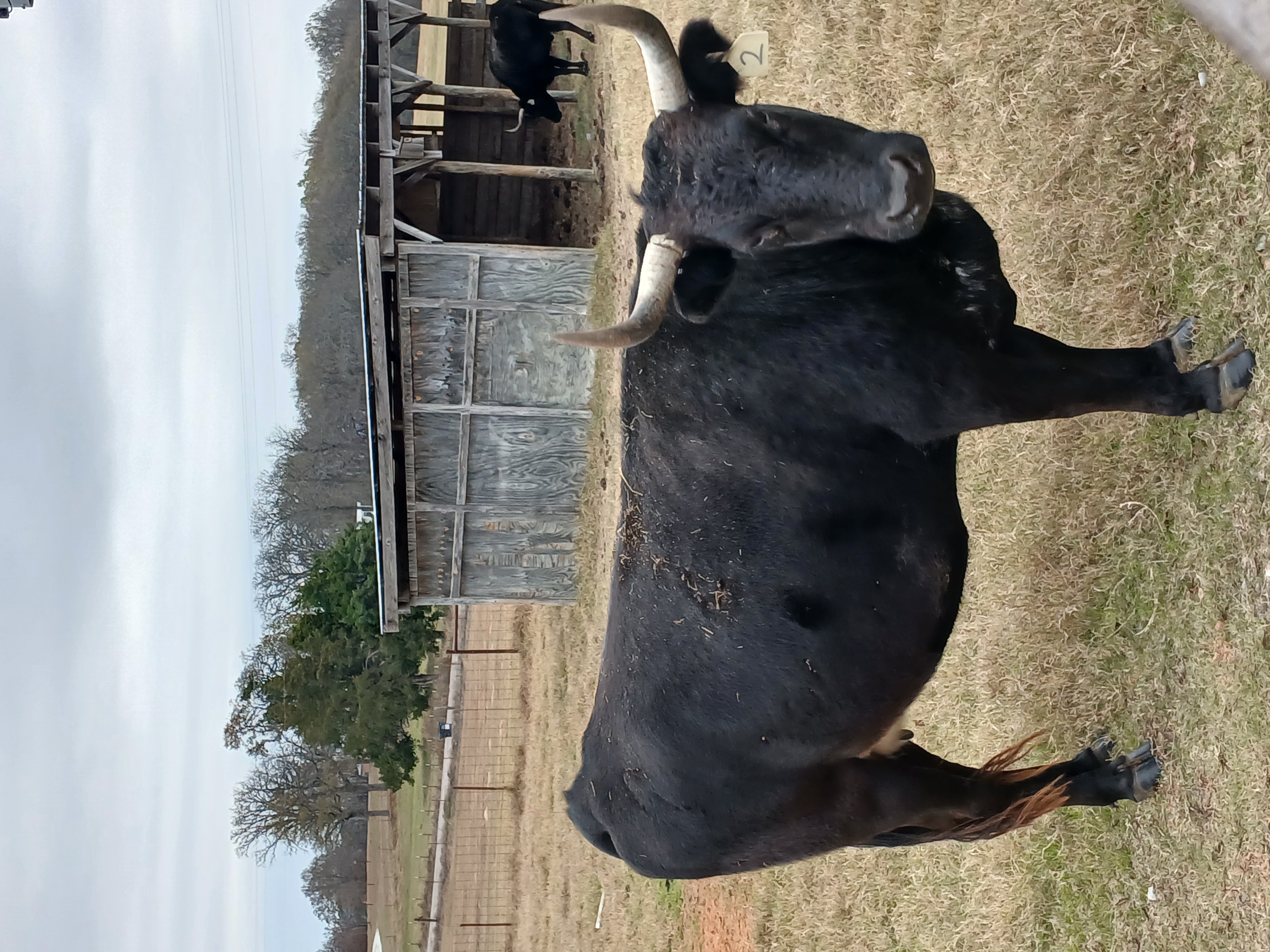 Two Senior Registered Cates Bred Corriente Cows